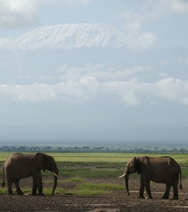 Amboseli