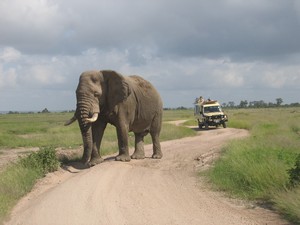 Cesta do Amboseli