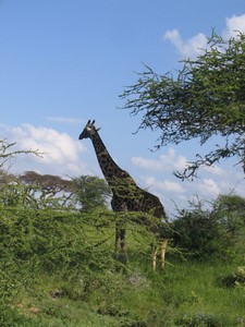 Pasoucí_se_žirafa
